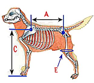 Immagine cane Profilo