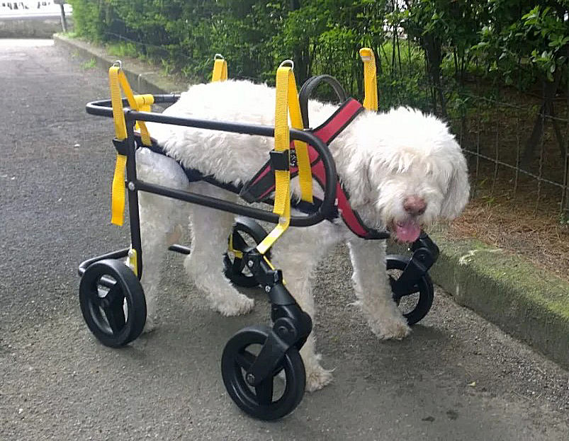 Alex il bobtail sul 4R