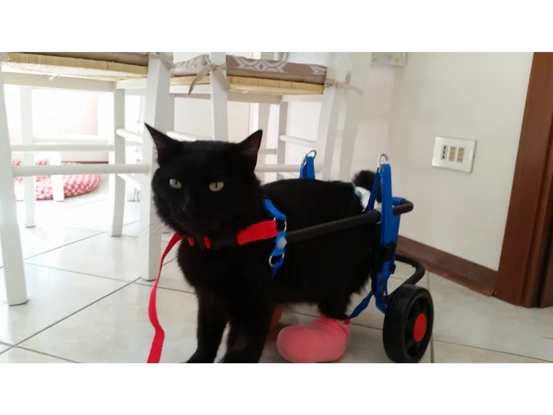 Gatto Nero sul suo Calessino