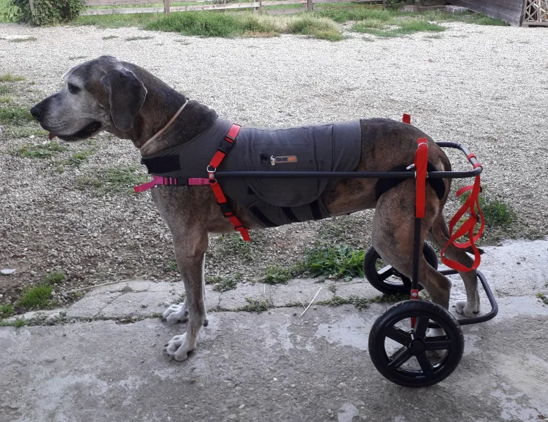 Tony sul Calessino